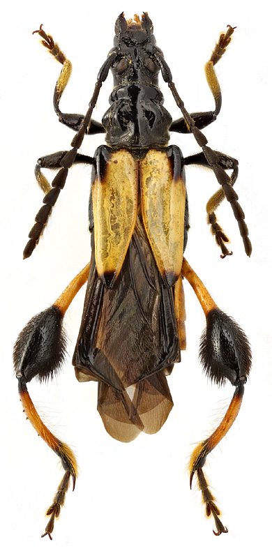 Merionoeda eburata atratula Holzschuh