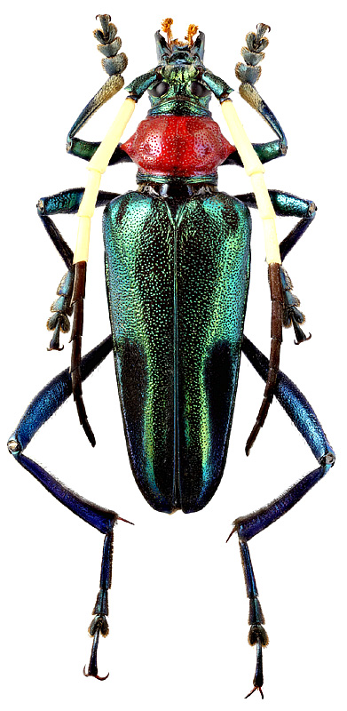 Pachyteria ruficollis Waterh.