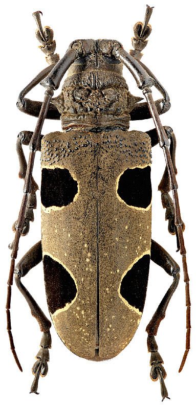 Parepicedia fimbriata Chevrolat