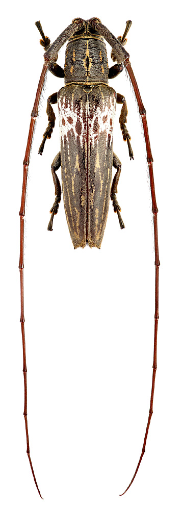 Phelipara marmorata Pascoe