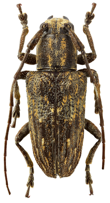 Pterolophia vitticollis Newman
