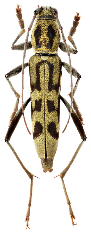Rhaphuma cf. anongi Gressit & Rondon, 1970