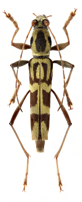 Rhaphuma cf. diana Gahan