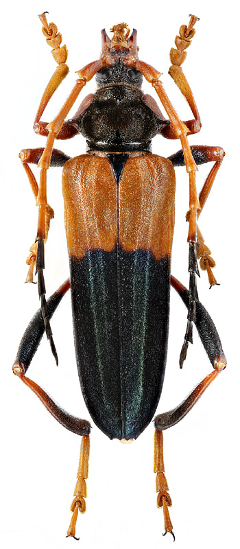 Schmidtiana evertsi (Ritsema)