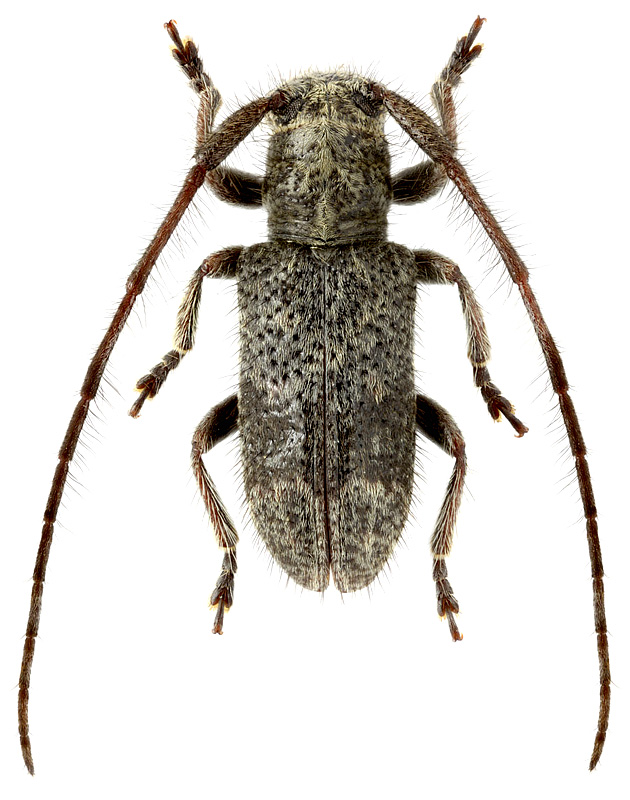 Similosodus sp.