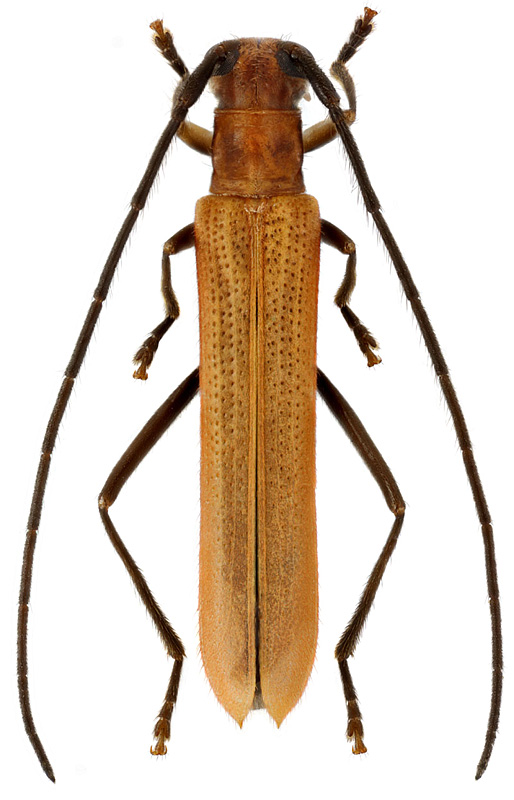 Spinoberea subspinosa (Pic)