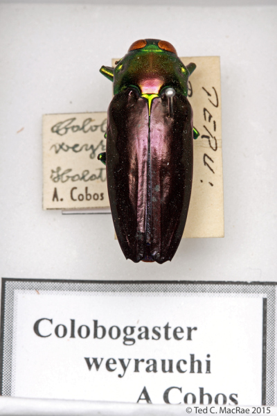 Colobogaster weyrauchi Cobos, 1966