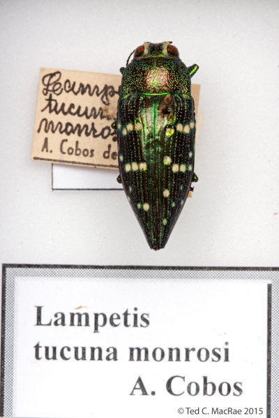 Lampetis tucumana monrosi Cobos (nomen nudum?)