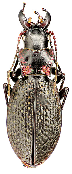 Carabus (Cratocechenus) akinini elisabethae Semenov, 1908
