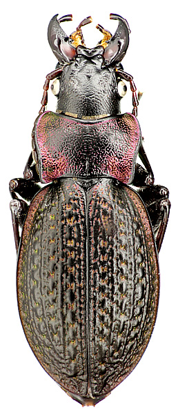 Carabus (Cratocechenus) akinini elisabethae Semenov, 1908