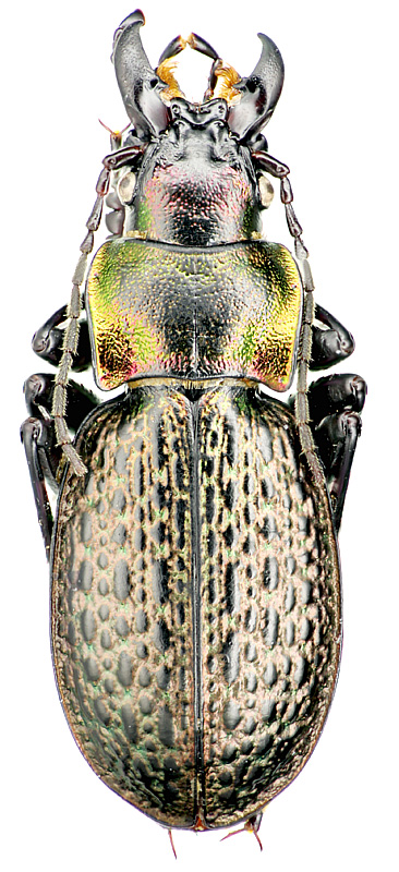 Carabus (Cratocechenus) akinini musartianus Gottwald, 1987