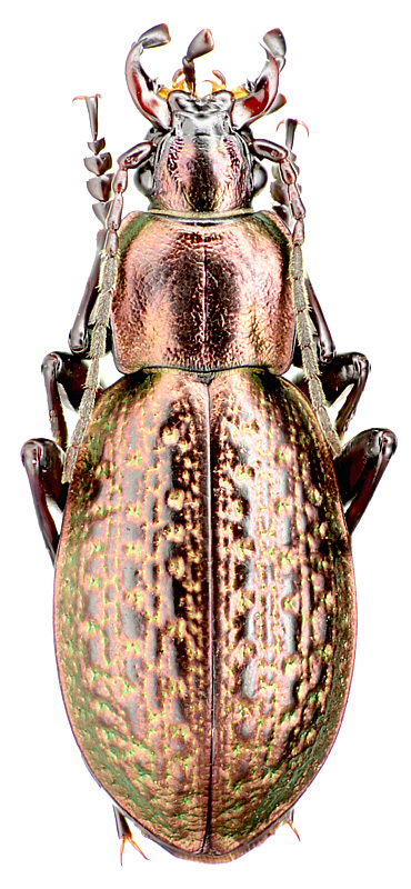 Carabus (Alipaster) dshungaricola Deuve, 1980