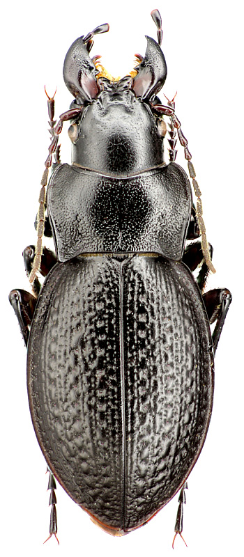 Carabus (Cratocechenus) jacobsoni Semenov, 1908