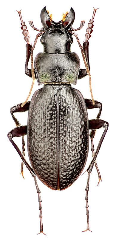 Carabus (Cratocechenus) jacobsoni Semenov, 1908