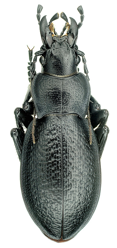 Carabus (Cratophyrtus) kataevi Gottwald, 1989