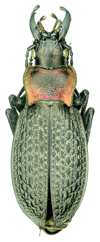 Carabus (Cratocechenus) tshistjakovae gracilidens Kabak, 2004