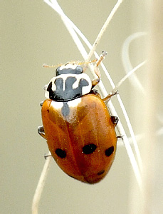 Hippodamia variegata (Goeze, 1777)