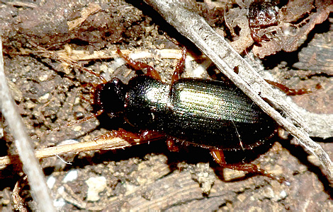 Ophonus (Hesperophonus) azureus (Fabricius, 1775)