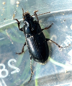 Harpalus hirtipes (Panzer, 1797)