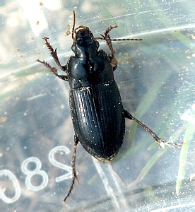 Harpalus hirtipes (Panzer, 1797)