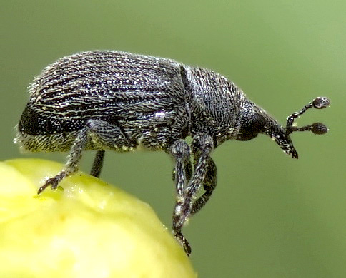 Rhinusa antirrhini (Paykull, 1800)