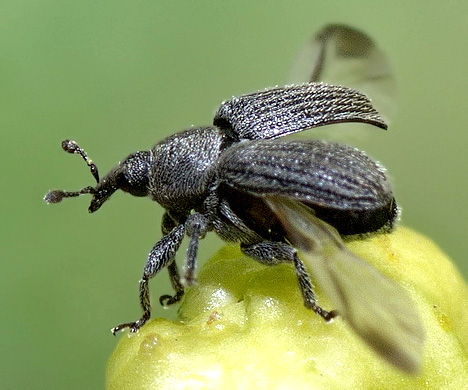 Rhinusa antirrhini (Paykull, 1800)