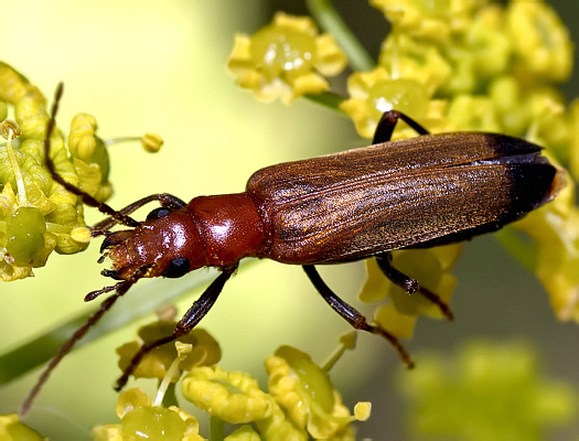 Nacerdes melanura (Linnaeus, 1758)