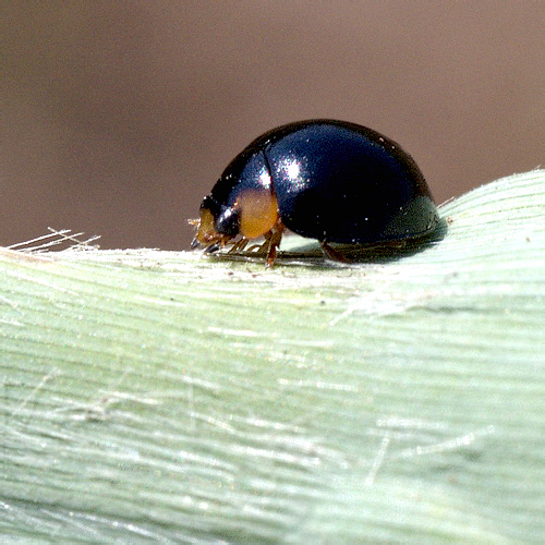 Exochomus nigromaculatus (Goeze, 1777)