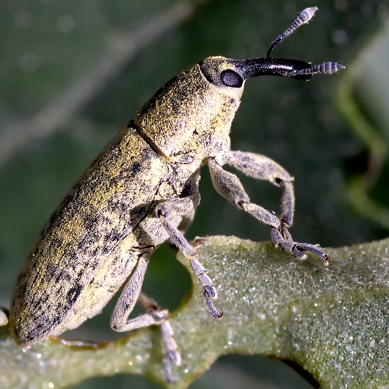 Lixus rubicundus Zoubkoff, 1833