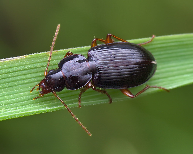 Synuchus vivalis (Illiger, 1798)