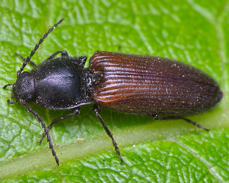 Hemicrepidius ? niger (Linnaeus, 1758)