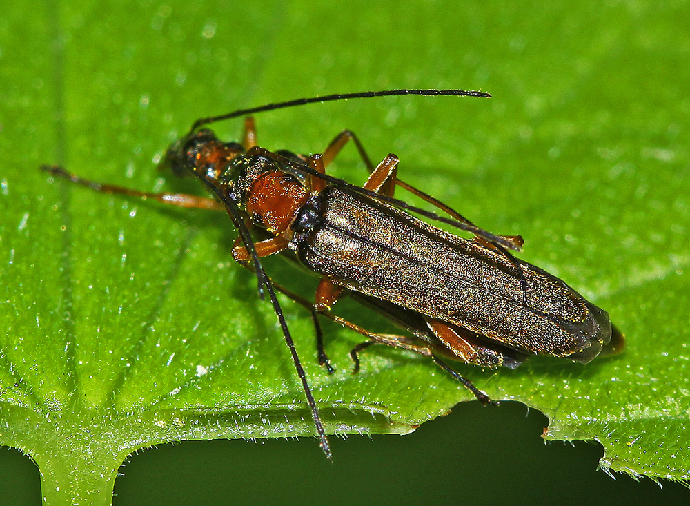 Oedemera tristis