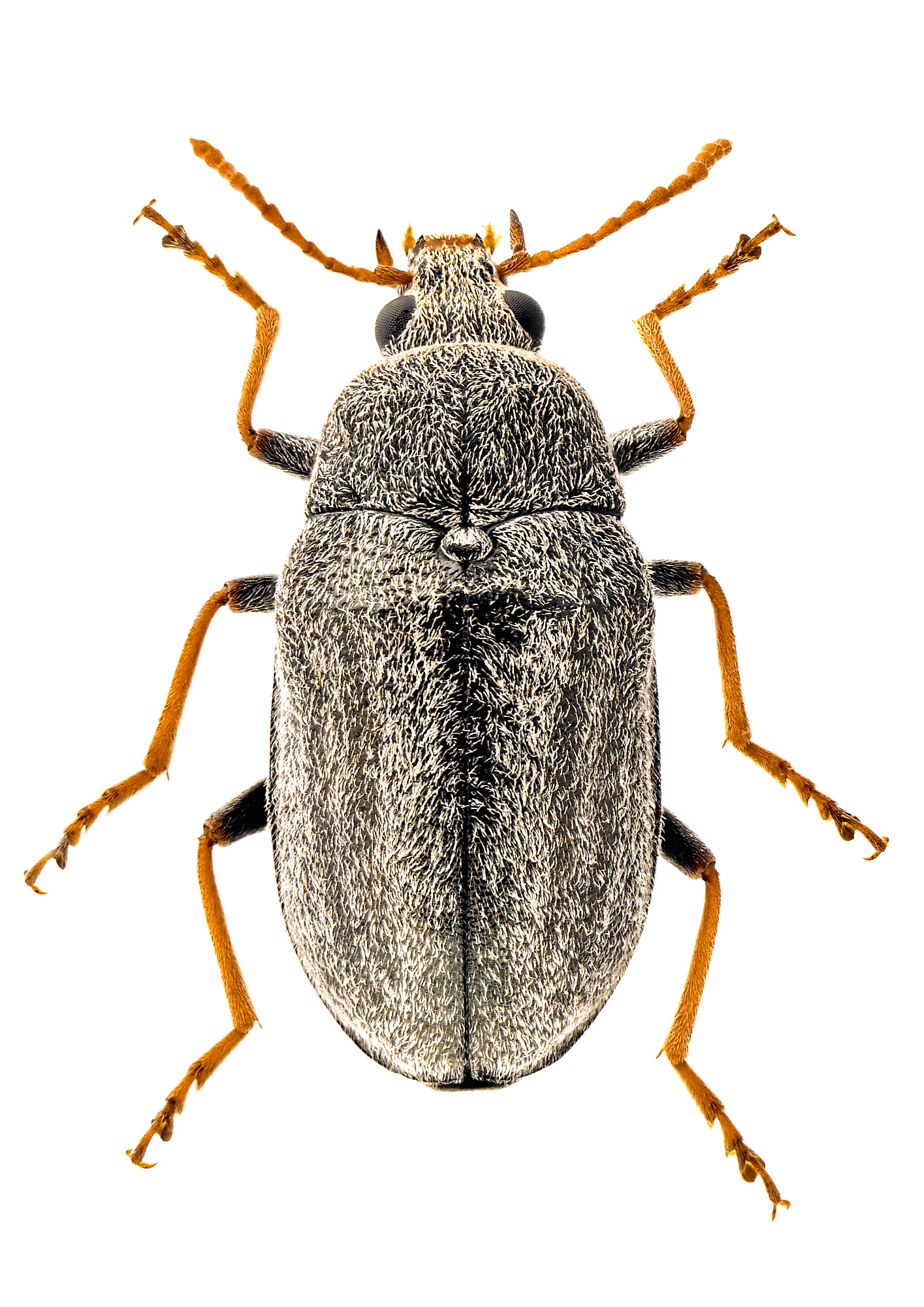 Tibialis Pest