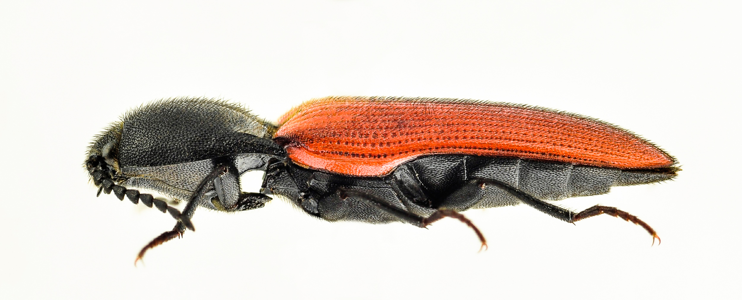 Ampedus sanguineus (Linnaeus, 1758)