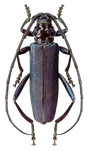 Aromia moschata moschata
