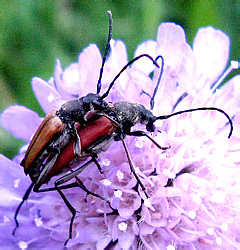 Anoplodera sanguinolenta (L., 1760)