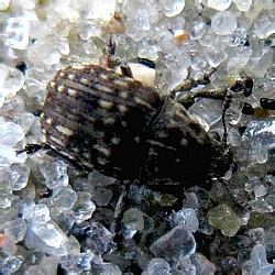 Anthribus nebulosus Forster, 1770