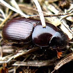 Aphodius (Acrossus) rufipes (Linnaeus, 1758)