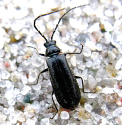 Autosilis nitidula (Fabricius, 1792)