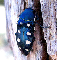 Buprestis octoguttata Linnaeus, 1758