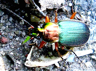 Chlaenius nigricornis (Fabricius, 1787)