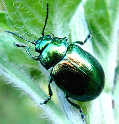 Chrysolina (Euchrysolina) graminis (Linnaeus, 1758)