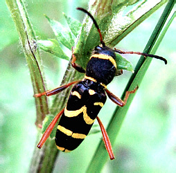 Clytus arietis (Linnaeus, 1758)