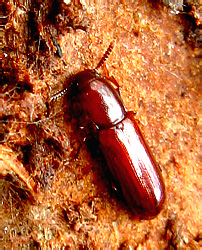 Corticeus unicolor Piller et Mitterpacher, 1783