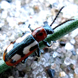 Crioceris asparagi (Linnaeus, 1758)