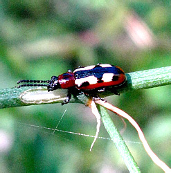 Crioceris asparagi (Linnaeus, 1758)