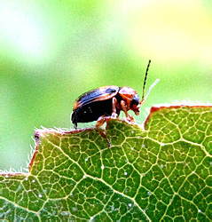 Cryptocephalus pusillus Fabricius, 1777