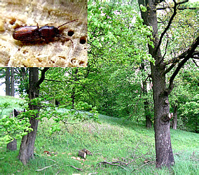 Cryptolestes duplicatus (Waltl, 1839)