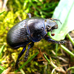 Geotrupes spiniger (Marsham, 1802)