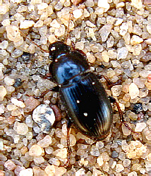 Harpalus pumilus Sturm, 1818 [= H. vernalis (Fabricius, 1801)]